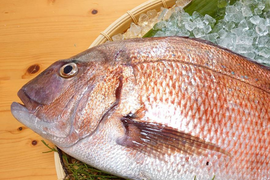 愛媛の養殖草創期から続くこだわり真鯛(海の鯛陽中サイズ)2尾入/箱