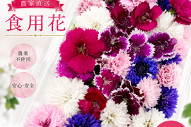 春が最盛期！！！山形の食べる花｜種から農薬不使用で育てたエディブルフラワー (ナデシコ・コーンフラワー・ビオラ各種指定可)押し花やドライにしても！