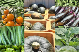 【農薬化学肥料不使用】朝採り！信州伊那谷★旬の野菜セット Mサイズ (金曜発送)