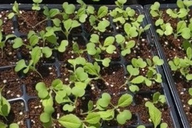 育てやすい白菜の苗を6本お届けいたします。