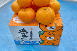 数量限定　愛媛県産　瀬戸内海　島育ち　甘平 5kg （箱込み）