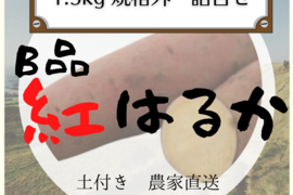 訳あり 紅はるか 小さな詰め合わせ 約1.5kg