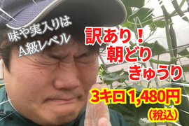 【味や実入りはA級品】訳あり朝どれ新鮮きゅうり！埼玉本庄産／常温配送3㎏（15〜20本）
