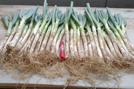 数量限定✅【サマーセール】🎁至福の極甘ネギ❗️❗️⭕️Mサイズ30本❗❗3,000円→980円✨信州産✨【特別栽培】✨【クール便】