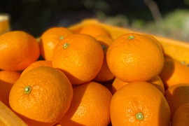 The citrus【Beni AMANATSU】紅甘夏 2023 約14kg