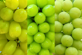 【贈り物に】白の極み – 贅沢な白ぶどう食べ比べ3種