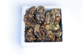 鮮度抜群！！倉橋産殻付き牡蠣  ３０個入り