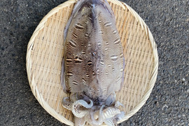 モンゴウイカ 1匹 1kg前後