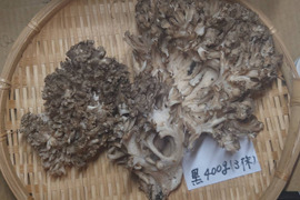 池内様専用商品　天然舞茸　500ｇ