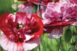 2個セット ポピー パンドラ イングリッシュガーデン 花苗