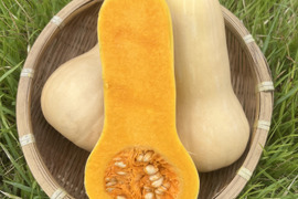 完熟！バターナッツ 1.5kg(2~3個)【京都産・化学農薬、肥料不使用】
