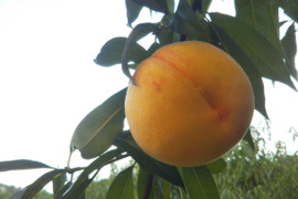 食欲をそそる鮮やかな黄金色と強い甘み！【黄金桃】【敬老の日ギフト】（贈答用・約1kg）