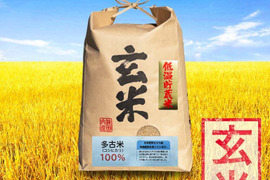 【味に自信あり:お買い得!】令和3年 一等米多古米コシヒカリ 10kg(玄米)