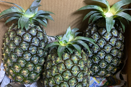 石垣島産「ジュワリーパイン」3kg