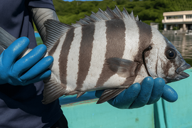▼限定1名 （良型）【高級魚 天然イシダイ】今ならお得な1魚種おまけ付き！