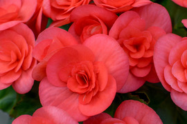 【贈答用】個性的なダークピンクの逸品！エラチオールベゴニア【サンドリネ】4.5寸