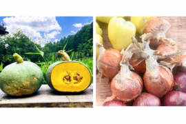 自然栽培15kgセット【固定種の玉ねぎとかぼちゃ】農薬不使用🧅野菜　自然の甘味！予約販売