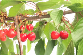 《予約》甘酸っぱい初夏の果物🍒佐藤錦1kg（500g×2p）Ｌ～2Ｌ玉混ざり