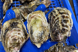 牡蠣通に食べて欲しいザキ水イチオシの殻付牡蠣『渾身』30個,カキナイフ付き