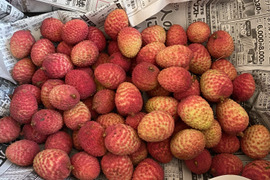 訳あり！石垣島産「ライチ」約1kg