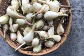 自然農のらっきょう　500ｇ メール便