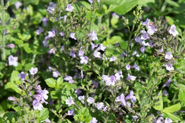 2個セット カラミンサ ネペタ マーベレッテブルー 宿根草 多年草 ブルーガーデン イングリッシュガーデン