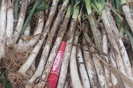 ✅【訳ありお得❗】✅薬味ネギたっぷり❗❗35本入り→増量40本以上❗❗→なんと680円❗❗✨信州産✨【特別栽培】✨【無消毒栽培】