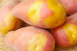 インカのひとみ1.5kg(10-20個程度)掘りたて土付き新じゃが