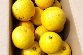 日向夏みかん、母から受け継いだ畑から、今年はじめてのお届けです