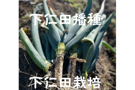 生粋の下仁田ネギ(Lサイズ以上10-12本)