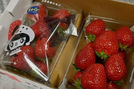一箱 2パック 家庭用 いろいろなサイズ 『モカベリー』 完熟いちご 苺 果物