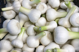 これぞ「旬」！甘さたっぷりフレッシュにんにく1.３kg L・M球18球前後