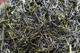 お茶・茶葉　農薬・肥料不使用　緑茶（2023） かぶせ茶　ごこう 加茂自然農園のお茶