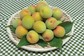 【特別栽培】中熟梅（南高）特大（３～４Lサイズ）（梅酒・梅干し用）約2.0kg　谷奥深産