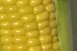 その名は「おおもの」北海道栗山町産スイートコーン5本
