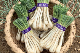 【沖縄 伊江島特産】島らっきょう 3kg