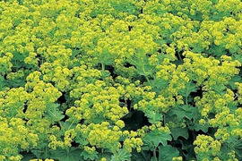 2個セット アルケミラ モリス 宿根草 多年草 カラーリーフ