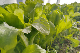 【数量限定】IdeaFarmの農薬・化学肥料不使用新鮮ルッコラ　 500g