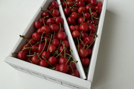 【小夏】🍒１キロ🍒【ジャムやさくらんぼ酒にもどうぞ】【しっかりとした酸味】【うちのフルーツの中で一番最初に収穫】【さくらんぼ】【レア品種✨】