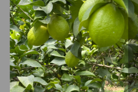 家庭用まるたま農園グリーンレモン (約5kg)