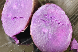 【通年完全農薬不使用】信州八ヶ岳山麓産　紫さつまいも　5kg