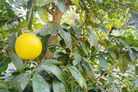 自然栽培ライム1.5kg