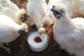 人気セット｜烏骨鶏卵とえぐみ少ないカーリーケール｜放し飼い＆朝採れ