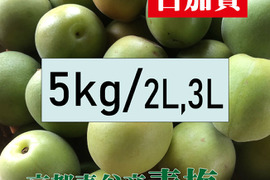 ＊予約販売【青梅】京都青谷産「白加賀」(5kg, 2L3L)