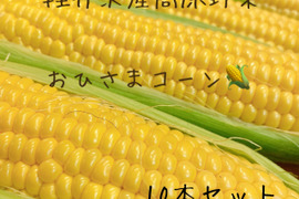 朝採り 新鮮🌽とうもろこし 長野県 軽井沢産高原野菜 おひさまコーン 10本セット