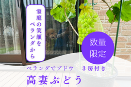 【数量限定】ベランダでブドウ！高妻　３房　苗ごと