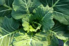 農薬不使用！ケール1kg（コラードタイプ）