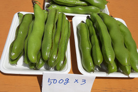 大粒で甘味があって美味しい！かまちゃん農園の「一寸そら豆」(1kg)