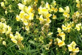 2個セット リナリア ブルガリス イングリッシュガーデン 花苗 多年草 宿根草