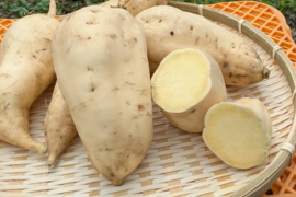 佐之衛門のきみまろこ　約1.9kg